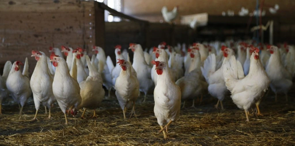 A flock of white chickens inside a barn